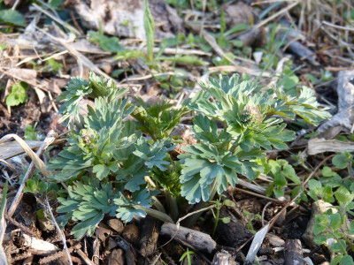 2016-04-07 Corydalis nobilis.jpg