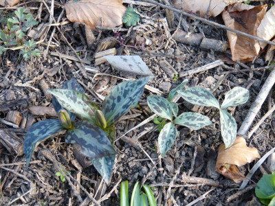 2016-04-07 Trillium sessile.jpg