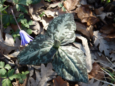2016-04-07 Trillium cuneatum.jpg