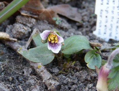 2016-04-07 Trillium rivale.jpg