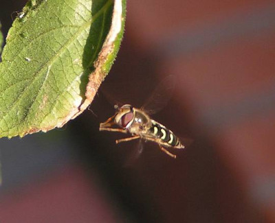 Scaeva_pyrastri_-_Blasenkoepfige_Schwebfliege_03.jpg