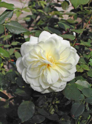 CrocusRose2_640.jpg