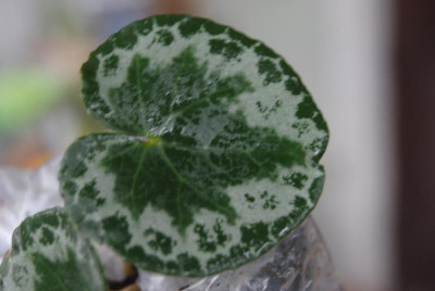 april 047.jpg