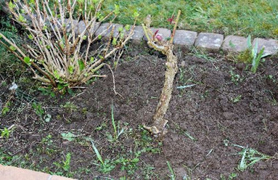 2016-04-08 Garten Problemrose.JPG