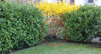 2016-04-07 Garten Ecke durchsichtig.JPG