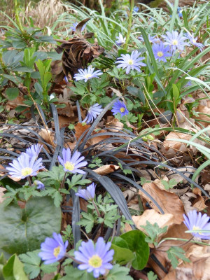 2016-04-09 Gartenimpressionen 1.jpg