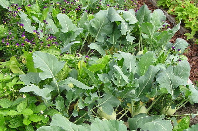 Kohlrabi-1.jpg