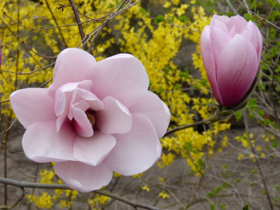 2016-04-09 Magnolia sprengeri var. sprengeri.jpg