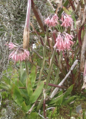 Heloniopsis-borax.jpg