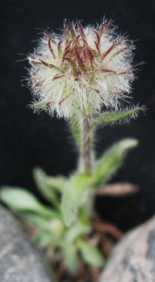 Townendia hirsuta .   .... 9.4.16 020.jpg