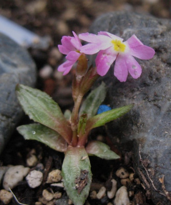Primula warshenewskiana  ...   8.4.16 011.jpg