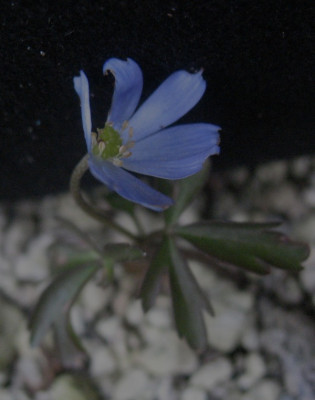 Anemone caucasica ...  9.4.16 025.jpg