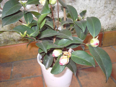 PICT0975.JPG