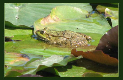 FROSCH_MI_1309_RI.jpg