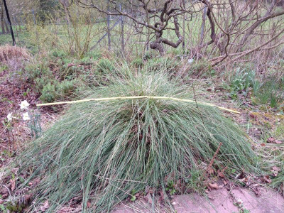 stipa_3544.JPG