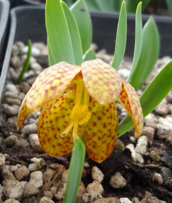 Frit.aurea cilicio-taurica.jpg