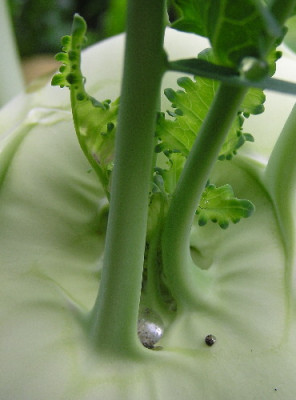 Kohlrabi-2.jpg