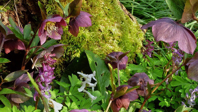 h. m corydalis.jpg