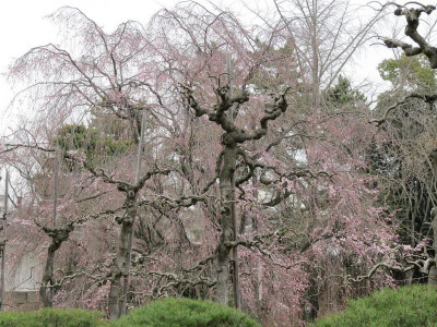 Kirschbaum Nijo-jo 100331 71.jpg
