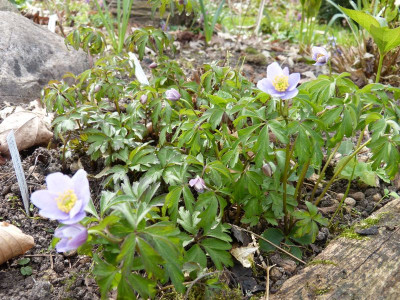 2016-04-10 Anemone nemorosa 'Hannah Gubbay'.jpg