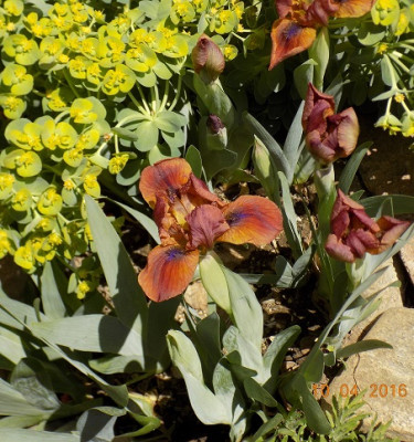 On Fire first flower small DSCN0080.jpg