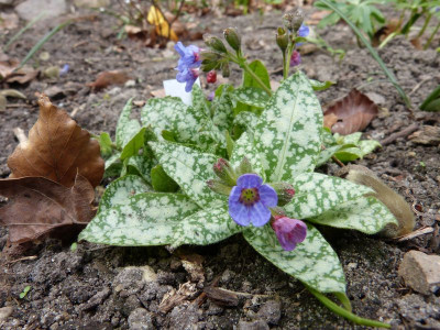 2016-04-10 Pulmonaria.jpg