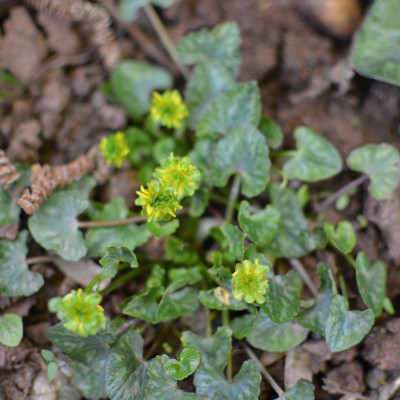 Green Petal.jpg