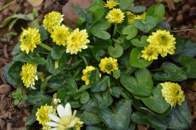 Pleniflora.jpg