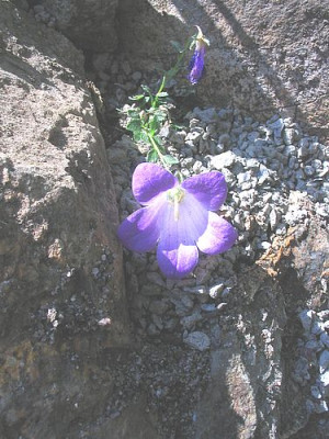 Campanula_morettiana_fars_2006.jpg