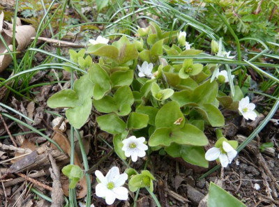 2016-04-10 Hepatica 'Typ Sanssouci'.jpg