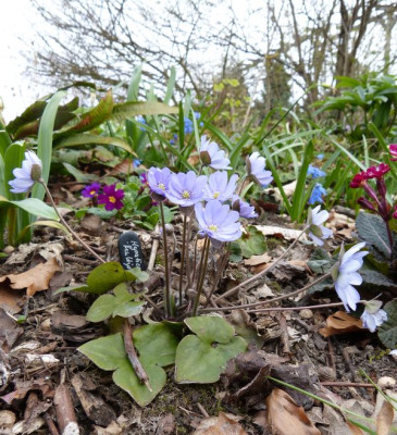 2016-04-10 Hepatica 'Multipetala'.jpg
