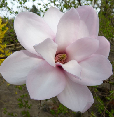 2016-04-10 Magnolia sprengeri var. sprengeri 2.jpg