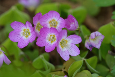 Oxalis acetosella.jpg