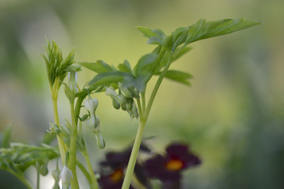 Dicentra alba.jpg