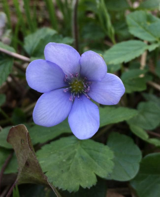 Hepatica A April 2016.jpg