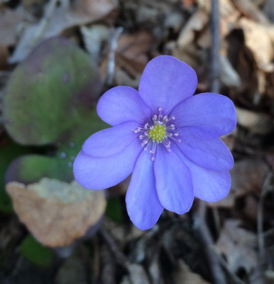 Hepatica B April 2016.jpg