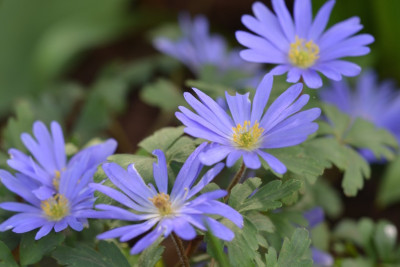 Anemone blanda.jpg