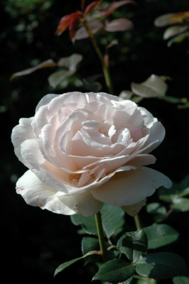 A0963_Large.JPG