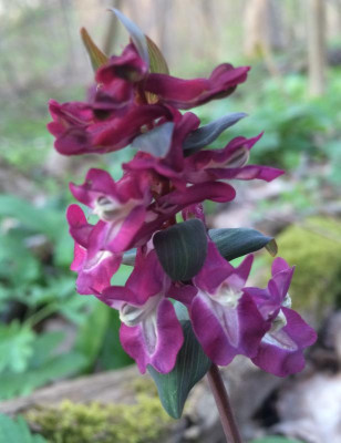 Corydalis B April 2016.jpg