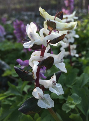 Corydalis C April 2016.jpg