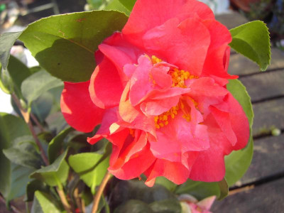 PICT0966.JPG
