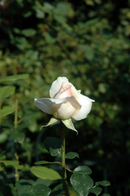 A0965_Large.JPG