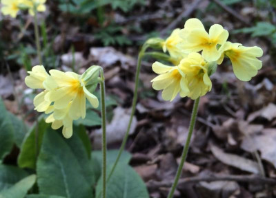 Primula elatior April 2016.jpg