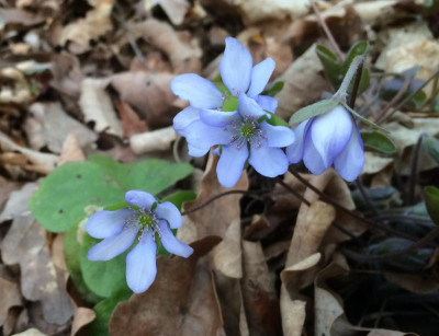 Hepatica nobilis April 2016.jpg