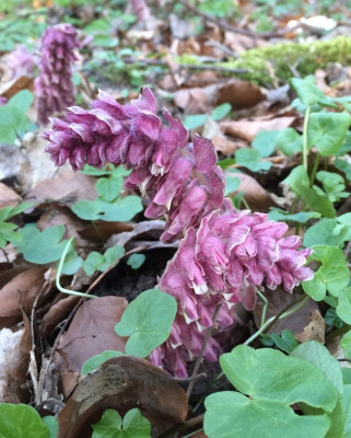 Lathraea squamaria April 2016.jpg