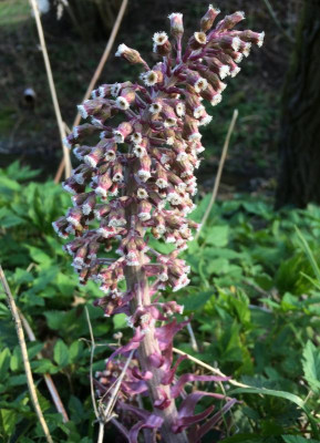 Petasites hybridus April 2016.jpg
