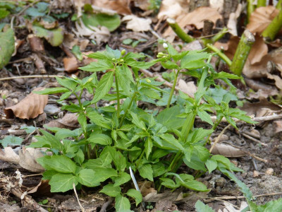 2016-04-06 Cardamine waldsteinii.jpg