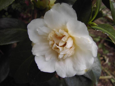 PICT0999.JPG