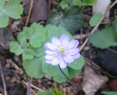 IMG_20160411_074251.JPG