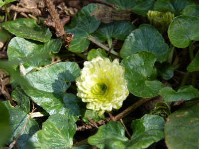 2016-04-10 Ranunculus ficaria 'Wisley Double White'.jpg